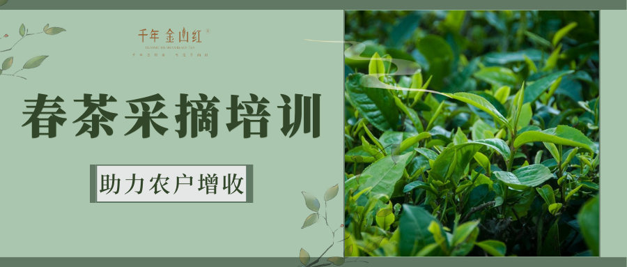 春茶采摘培訓，助力農戶增收——千年金山紅古樹(shù)茶鮮葉采摘技術培訓會